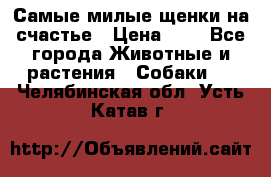 Самые милые щенки на счастье › Цена ­ 1 - Все города Животные и растения » Собаки   . Челябинская обл.,Усть-Катав г.